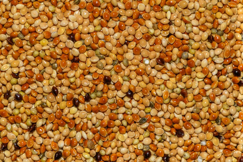 Detailed close-up of mixed millet seeds displaying a variety of golden hues, perfect for backgrounds.